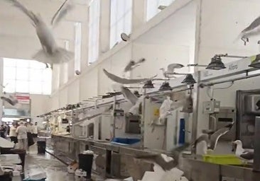 Las gaviotas invaden el Mercado de Abastos de Cádiz: «¡Qué miedo!»