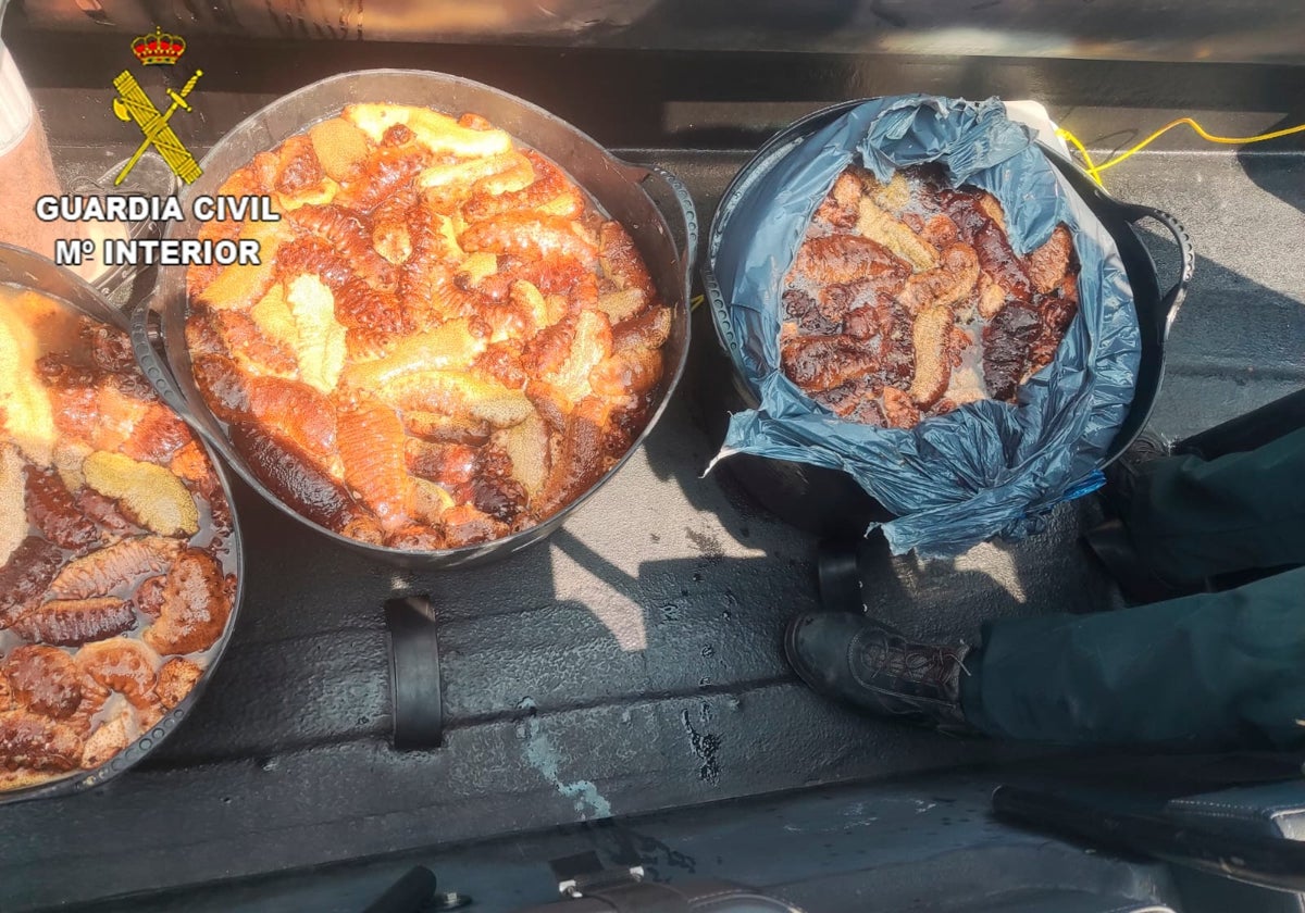Pepinos de mar incautados en un operativo en Chipiona