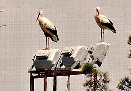 Chiclana alza la vista con la II Ruta de los Nidos de Cigüeñas Urbanas