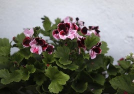 Geranios, petunias y gitanillas: un municipio de Cádiz invita a adornar las ventanas y balcones con flores