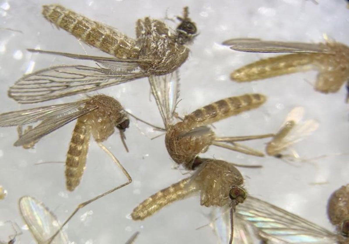 No se detecta circulación del Virus del Nilo en la última semana de mayo