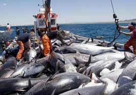La última 'levantá' en la almadraba de Conil cierra la temporada de pesca del atún rojo en Cádiz