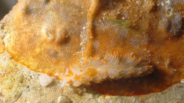 Nueva formación en biodiversidad marina y conservación para adultos de la Universidad de Cádiz