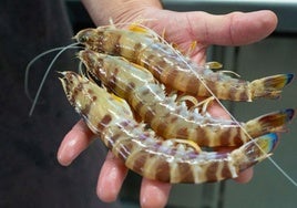Mucho más que atún y tortillitas de camarones