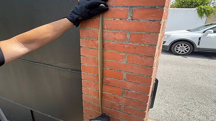 Atrapan una serpiente venenosa de más de un metro que se ocultaba en el garaje de una casa en Algeciras