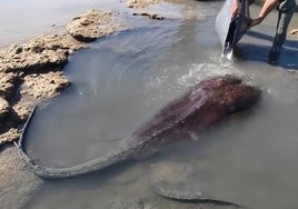 Una enorme mantarraya de más de dos metros se queda atrapada en los corrales de Rota: «¡Increíble, de verdad!»