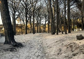 Fotos: Así ha quedado el pinar de Las Mogarizas de Chiclana tras un incendio que pudo ser una tragedia