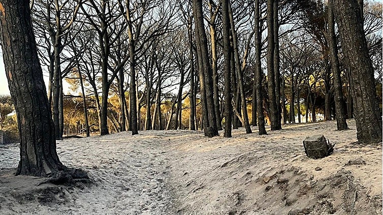 Fotos: Así ha quedado el pinar de Las Mogarizas de Chiclana tras un incendio que pudo ser una tragedia