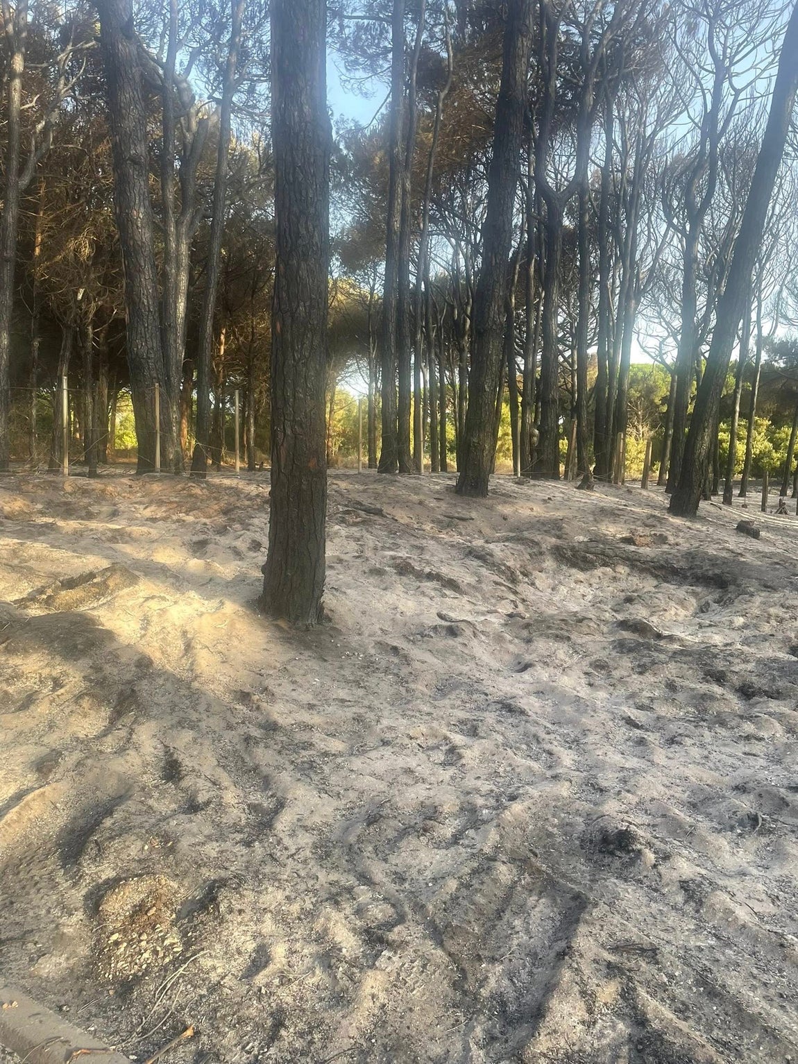 Fotos: Así ha quedado el pinar de Las Mogarizas de Chiclana tras un incendio que pudo ser una tragedia