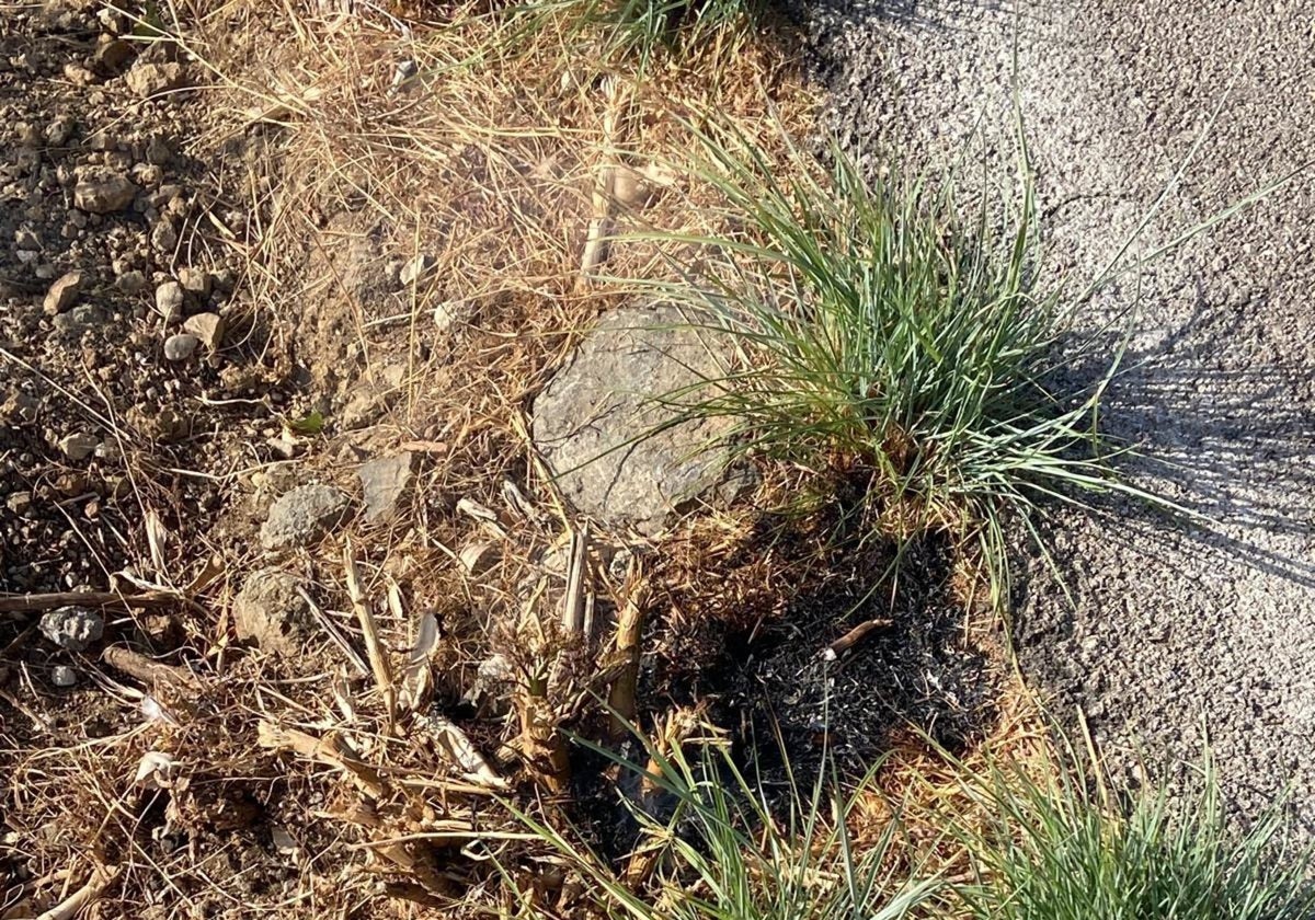 Detenido cuando iba a prender fuego a una parcela en la zona de El Marquesado en Chiclana
