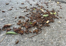 Las lluvias primaverales y las altas temperaturas del verano disparan las plagas de insectos en Cádiz