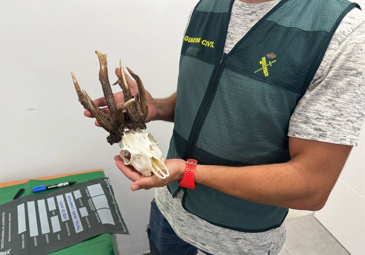 Investigados por cazar de forma ilegal un corzo de alto valor medioambiental en una finca de Jerez