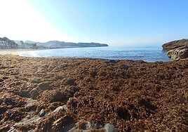 El alga asiática amenaza con invadir toda la costa de Cádiz