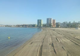 Más de 10 toneladas de alga invasora recogidas en las playas de La Línea en 48 horas
