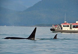 Piden que se declare Santuario Marino a la zona del Estrecho para proteger a las orcas residentes