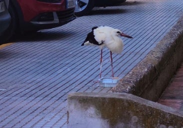 Así fue el rescate de la cigüeña desorientada en Cádiz