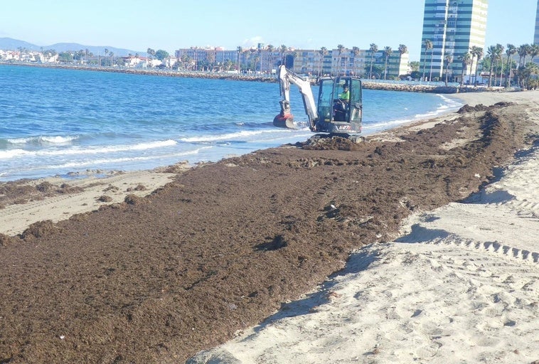 La Diputación de Cádiz destina medio millón de euros  para paliar los efectos del alga invasora