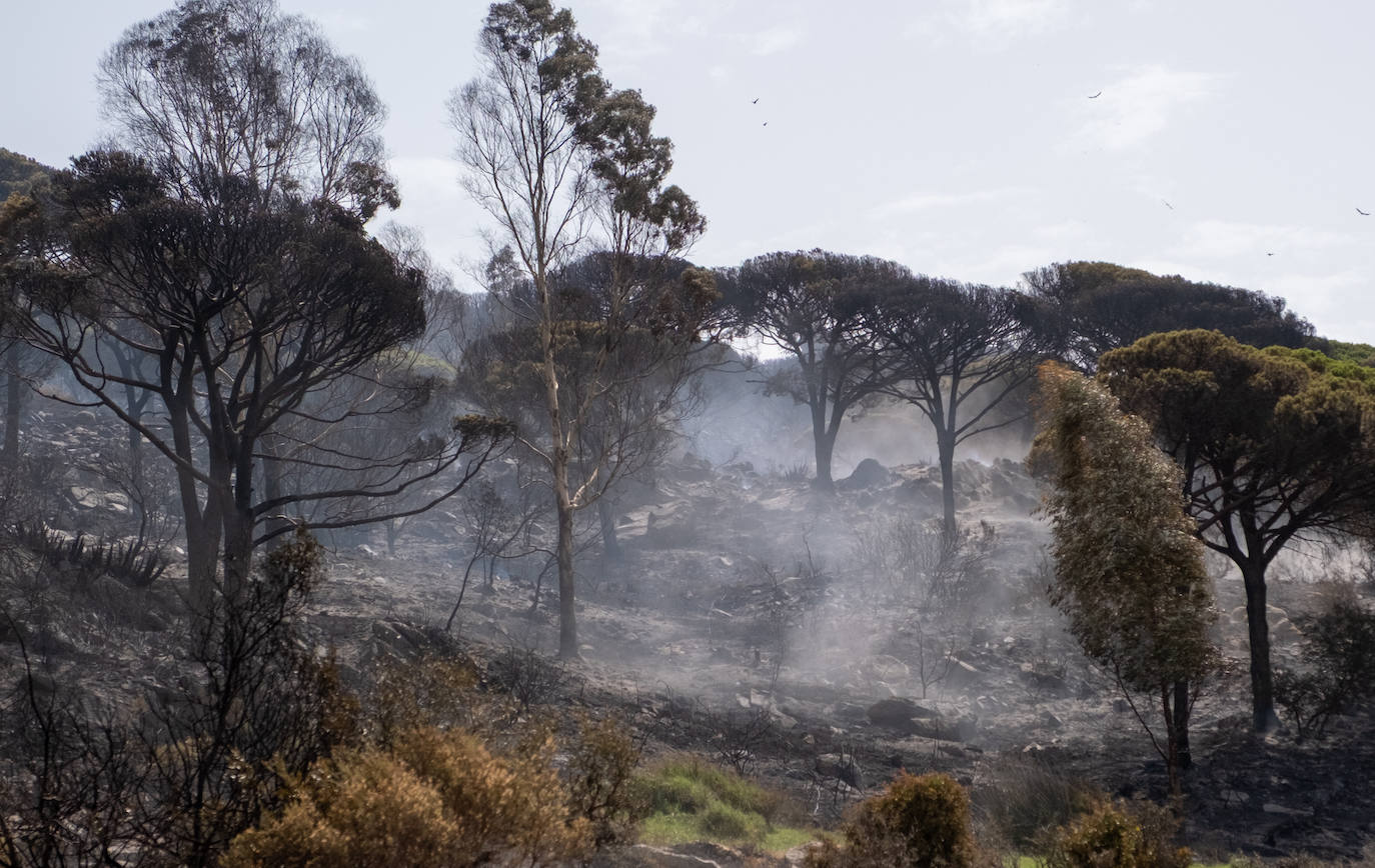 Las imágenes del incendio de Tarifa: el fuego obliga a desalojar a 1.500 personas