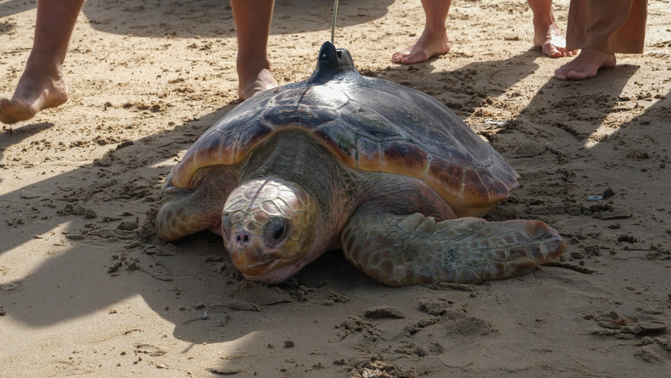 Fotos: Así ha sido la suelta de tres tortugas en la playa de Cortadura de Cádiz