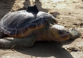 Fotos: Así ha sido la suelta de tres tortugas en la playa de Cortadura de Cádiz