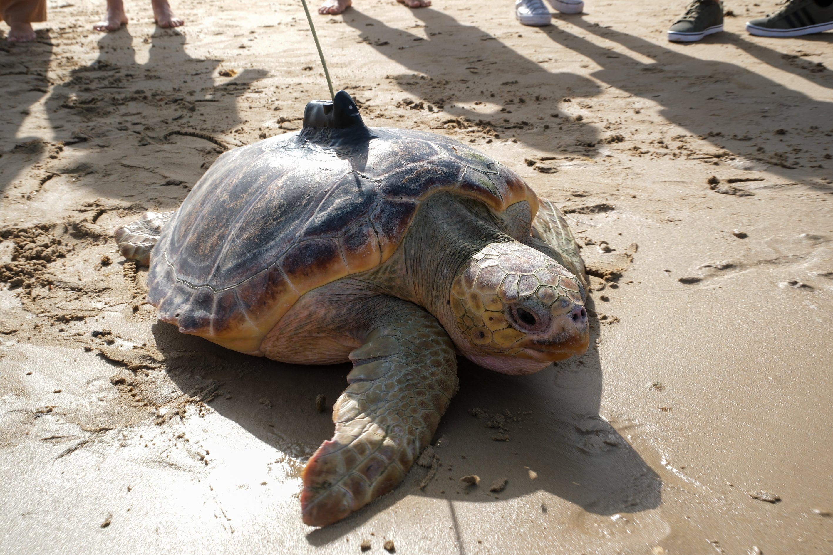Fotos: Así ha sido la suelta de tres tortugas en la playa de Cortadura de Cádiz
