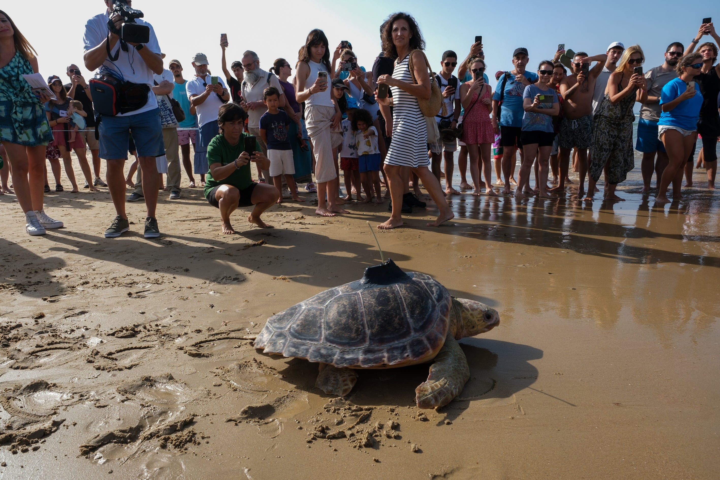 Fotos: Así ha sido la suelta de tres tortugas en la playa de Cortadura de Cádiz
