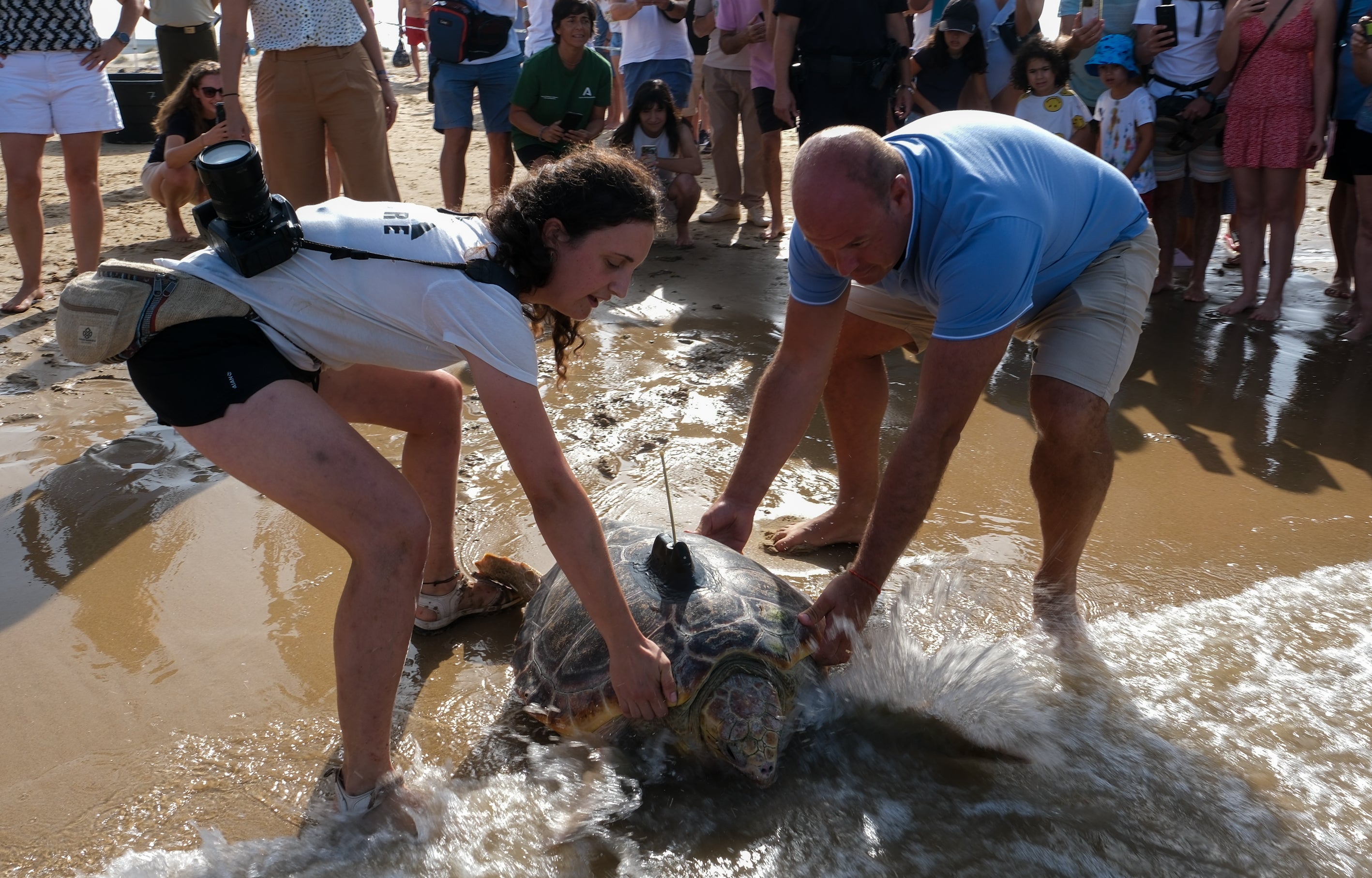 Fotos: Así ha sido la suelta de tres tortugas en la playa de Cortadura de Cádiz