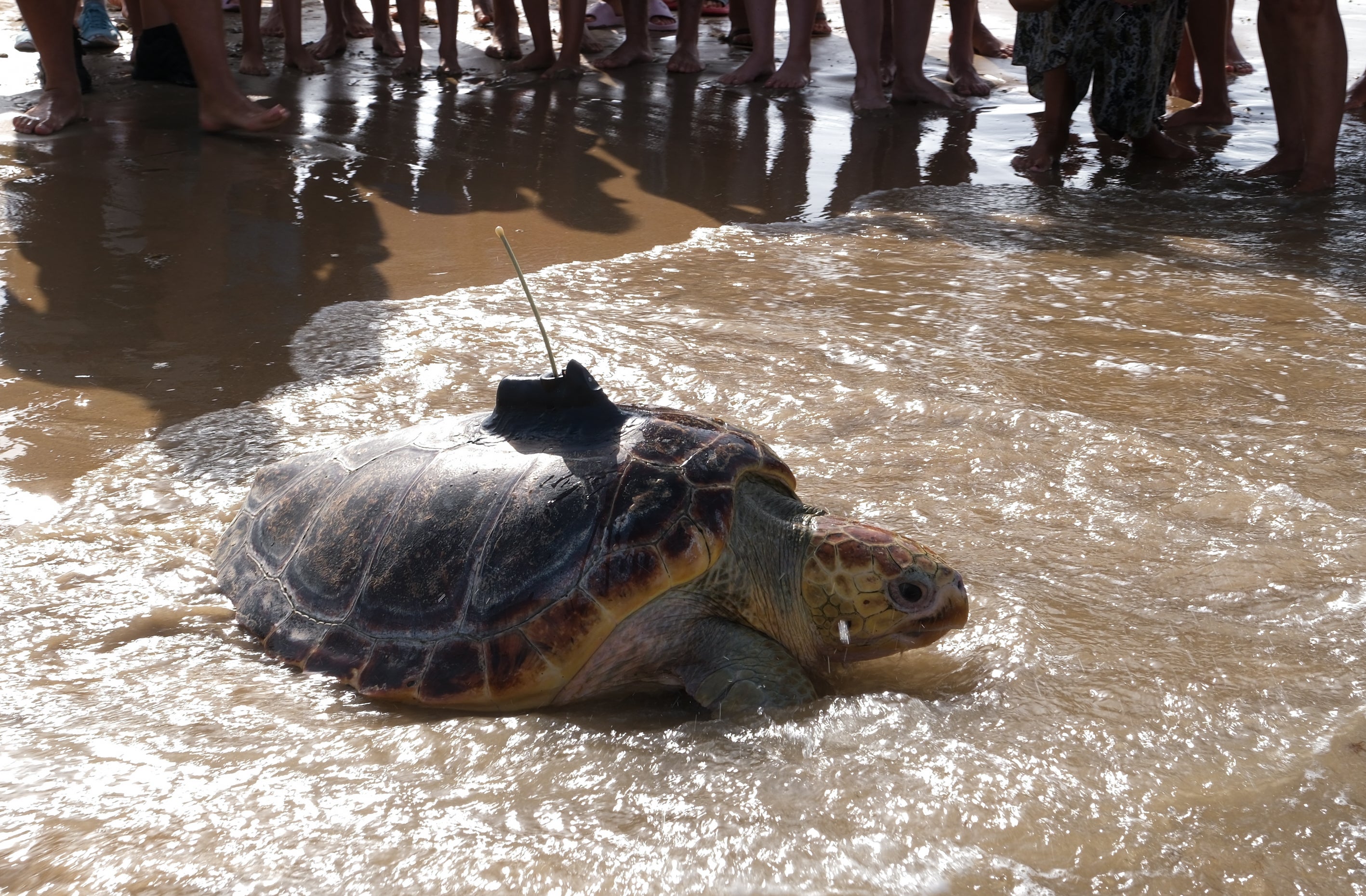 Fotos: Así ha sido la suelta de tres tortugas en la playa de Cortadura de Cádiz