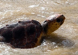 Gran expectación en la playa de Cortadura de Cádiz por la liberación de tres tortugas marinas