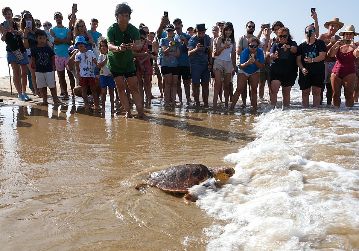Fotos: Así ha sido la suelta de tres tortugas en la playa de Cortadura de Cádiz