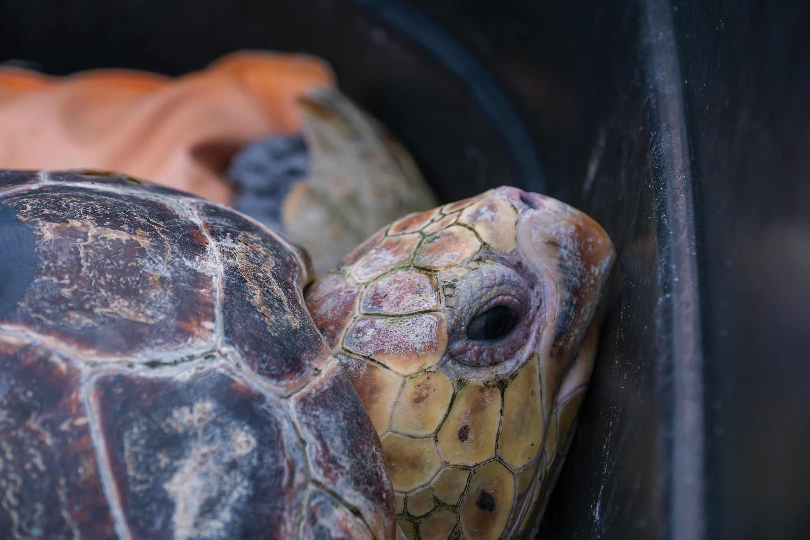 Fotos: Así ha sido la suelta de tres tortugas en la playa de Cortadura de Cádiz