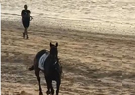 Un caballo desbocado recorre solo la playa durante las Carreras de Sanlúcar: «Parece Babieca»