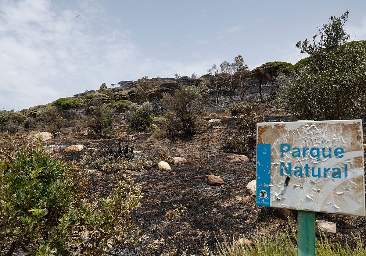 El incendio de Tarifa obligó a desalojar a 1.500 personas