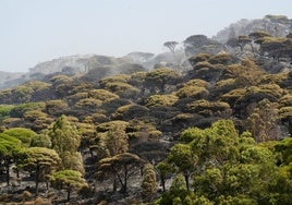 Los efectos del incendio en Tarifa: 283 hectáreas afectadas