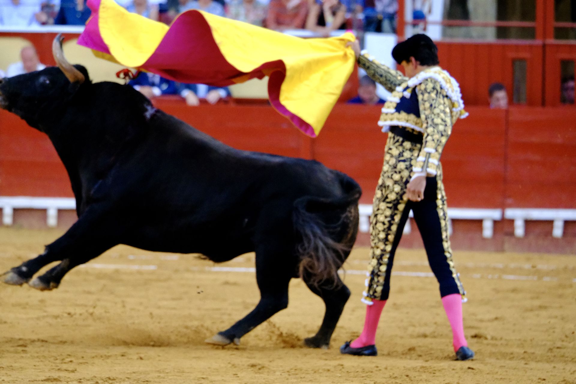 Toros en El Puerto: Morante, Roca Rey y Daniel Crespo