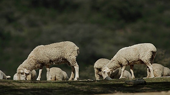 Agricultura confirma casos de lengua azul en Cádiz y otras cinco provincias andaluzas