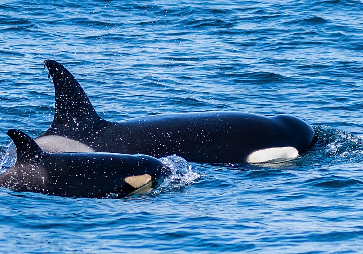 Entre orcas en aguas del Estrecho