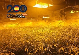 Golpe al cultivo de marihuana en Sanlúcar: incautadas 1.800 plantas en viviendas y naves rurales