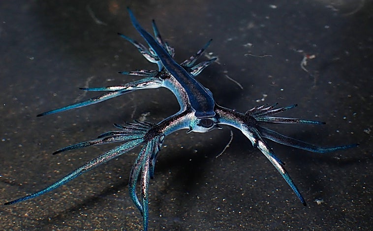 Imagen principal - El dragón azul da la cara por primera vez en Cádiz: «Cerrar una playa porque hayan aparecido 3 ó 4 ejemplares me produce risa»