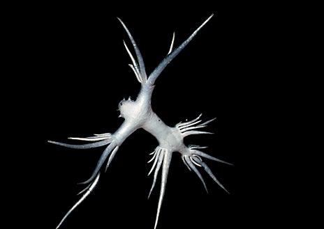 Imagen secundaria 1 - El dragón azul da la cara por primera vez en Cádiz: «Cerrar una playa porque hayan aparecido 3 ó 4 ejemplares me produce risa»