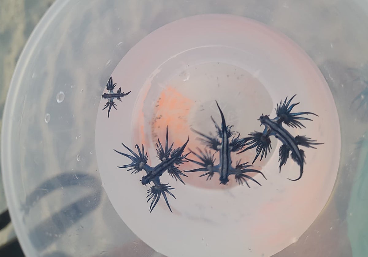 Ejemplares de dragón azul avistados en Santa Bárbara