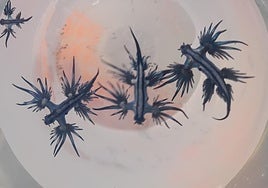 El dragón azul da la cara por primera vez en Cádiz: «Cerrar una playa porque hayan aparecido 3 ó 4 ejemplares me produce risa»