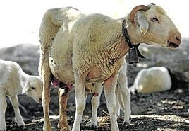 La Junta señala al Ministerio de Agricultura por «lavarse las manos» en por el brote de lengua azul de Andalucía