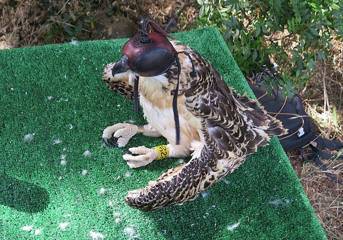 El águila pescadora vuelve a volar alto en Cádiz gracias a un programa pionero de conservación