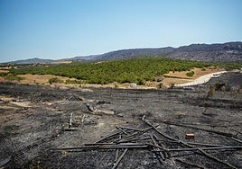 Las investigaciones por los incendios de este mes en Tarifa, todavía abiertas