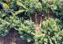 Desmantelada una plantación de marihuana oculta entre la maleza en la ribera del río Guadalete, en Puerto Serrano