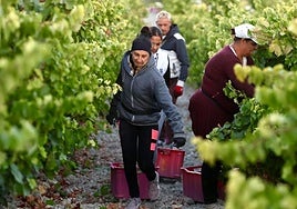 Crónica entre parras de una vendimia más amarga: «El calor ha hecho más daño que los hongos»