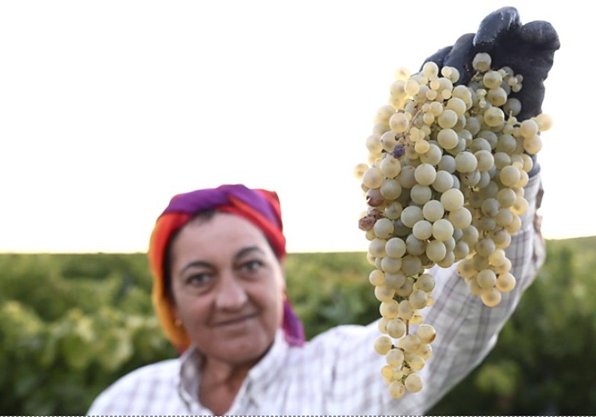Cati con un racimo de uva