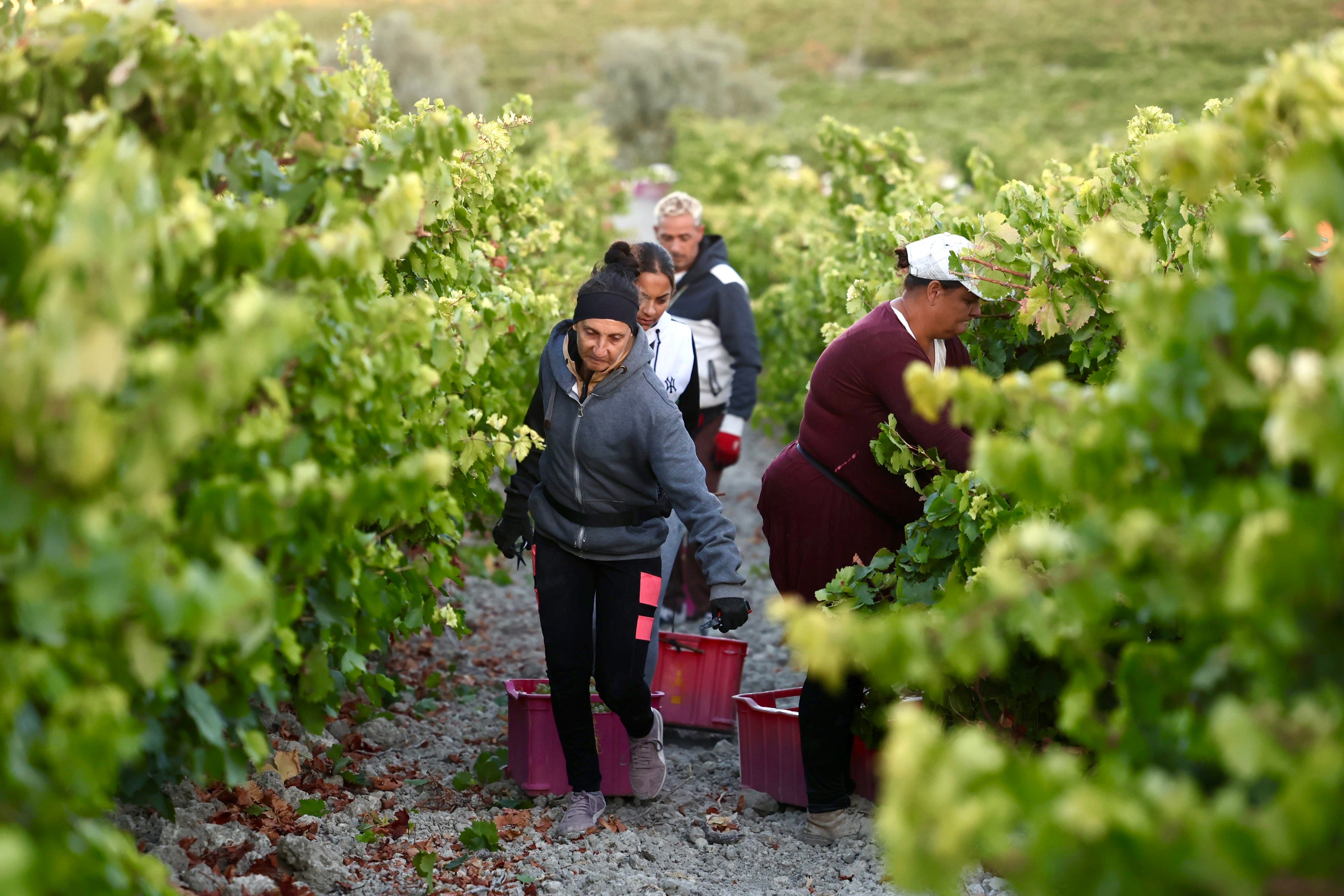 Fotos: El corazón del Marco de Jerez late otra vez con la vendimia