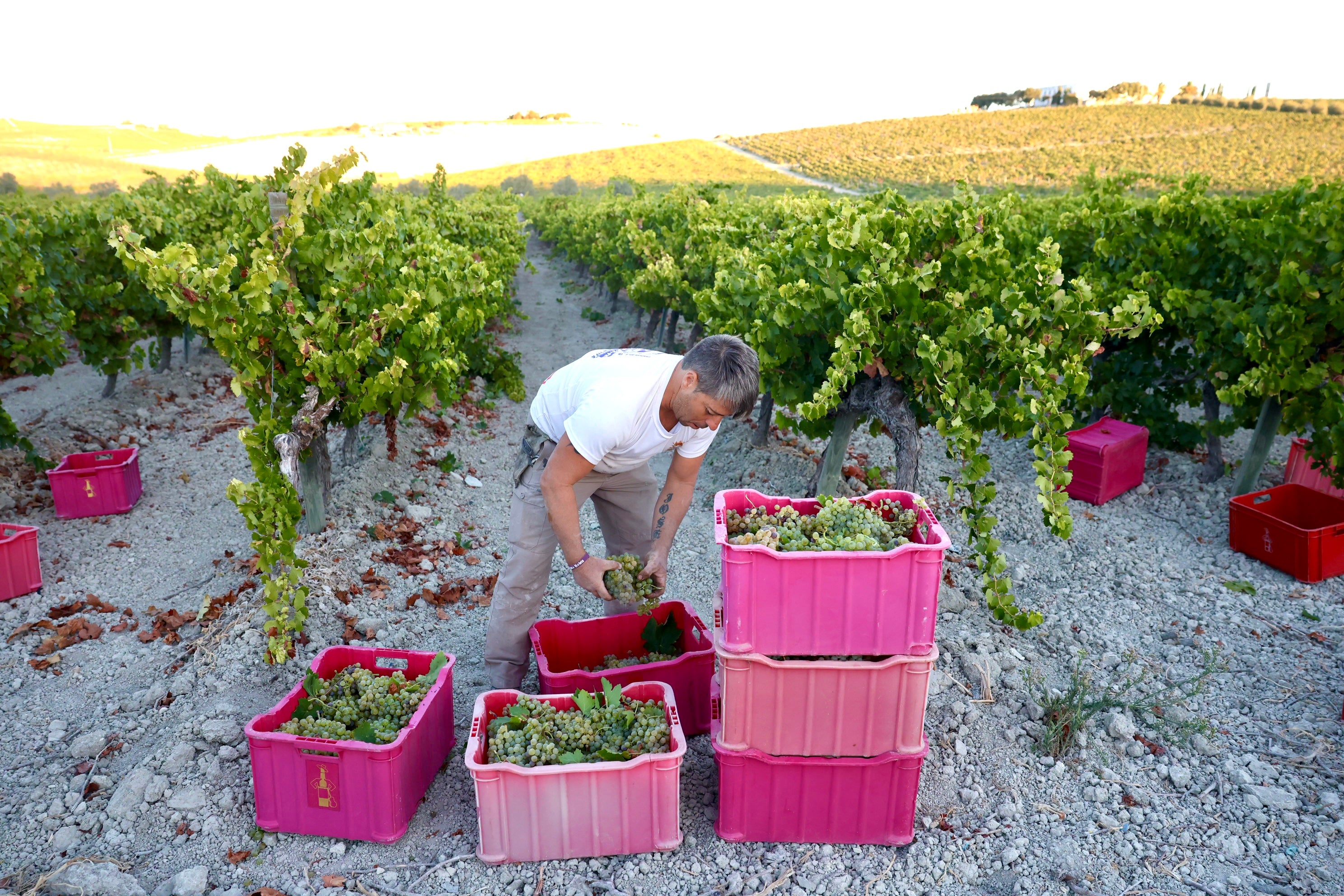Fotos: El corazón del Marco de Jerez late otra vez con la vendimia